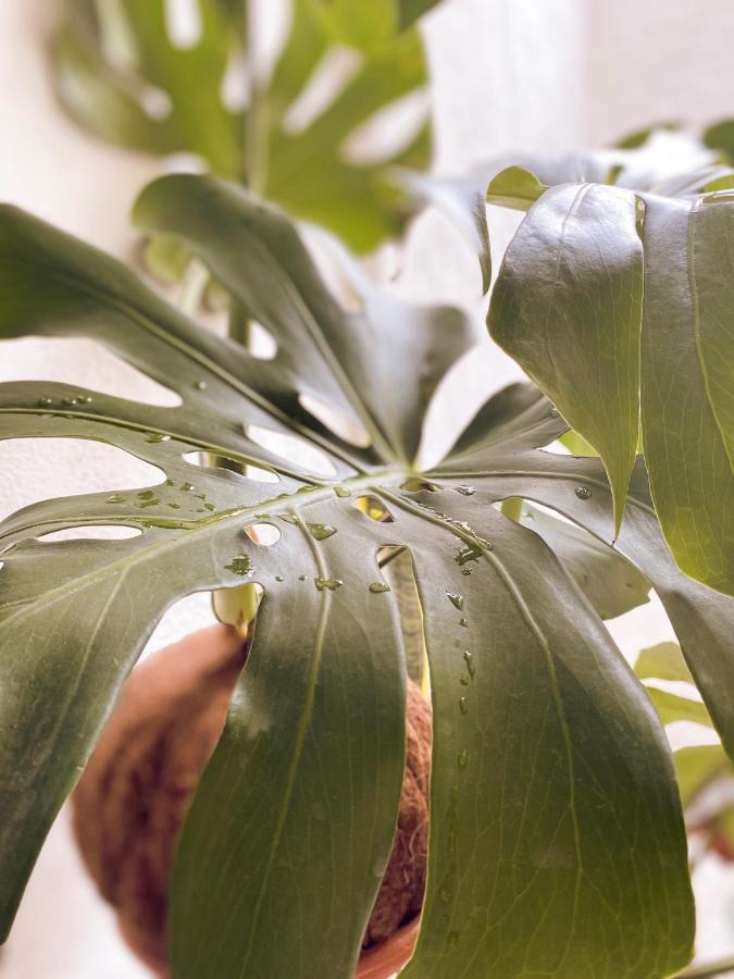 Subotanico Poblado, Medellin Leilighet Eksteriør bilde